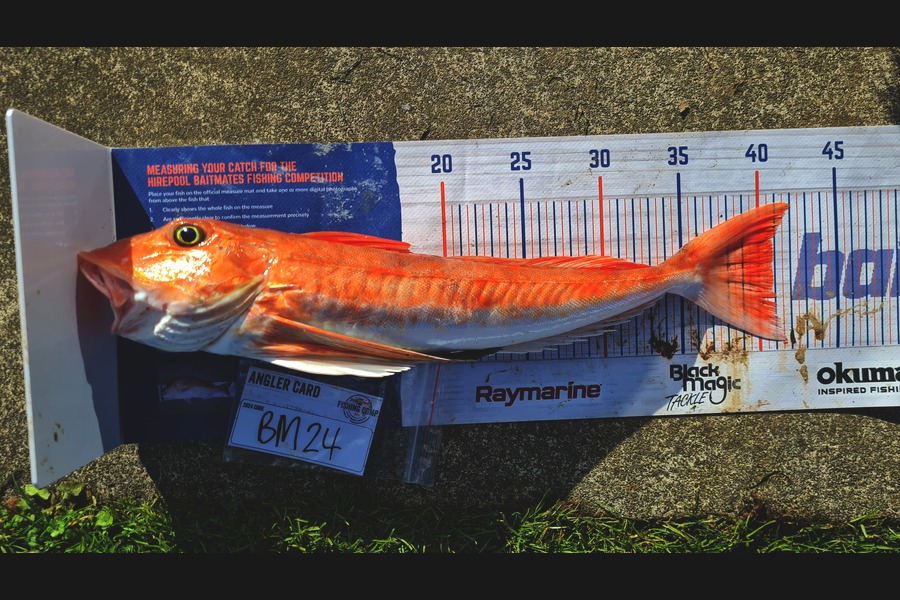 Nikki Farley caught this 40.5cm Gurnard at Taranaki during The Hirepool Baitmates Fishing Comp