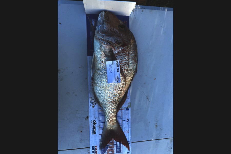 Andrew Russell caught this 52.5cm Snapper at Manawatu during The Hirepool Baitmates Fishing Comp