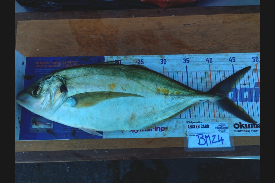 Duncan Pringle caught this 43.0cm Trevally at Wellington during The Hirepool Baitmates Fishing Comp