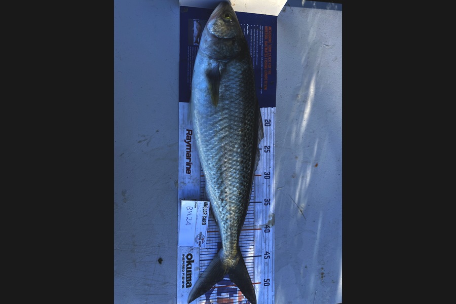 Andrew Russell caught this 47.5cm Kahawai at Manawatu during The Hirepool Baitmates Fishing Comp