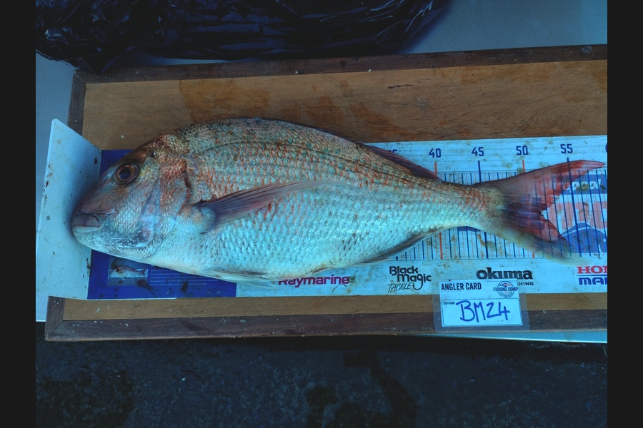 Duncan Pringle caught this 51.0cm Snapper at Wellington during The Hirepool Baitmates Fishing Comp