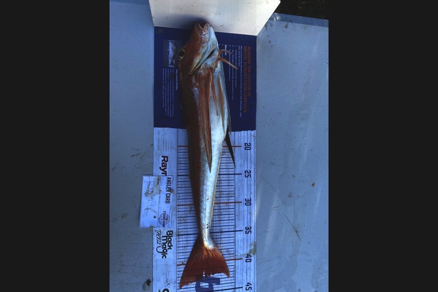 Andrew Russell caught this 42.0cm Gurnard at Manawatu during The Hirepool Baitmates Fishing Comp