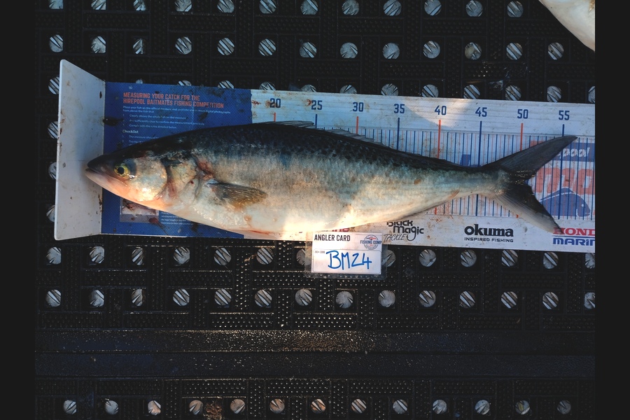 Duncan Pringle caught this 50.5cm Kahawai at Wellington during The Hirepool Baitmates Fishing Comp