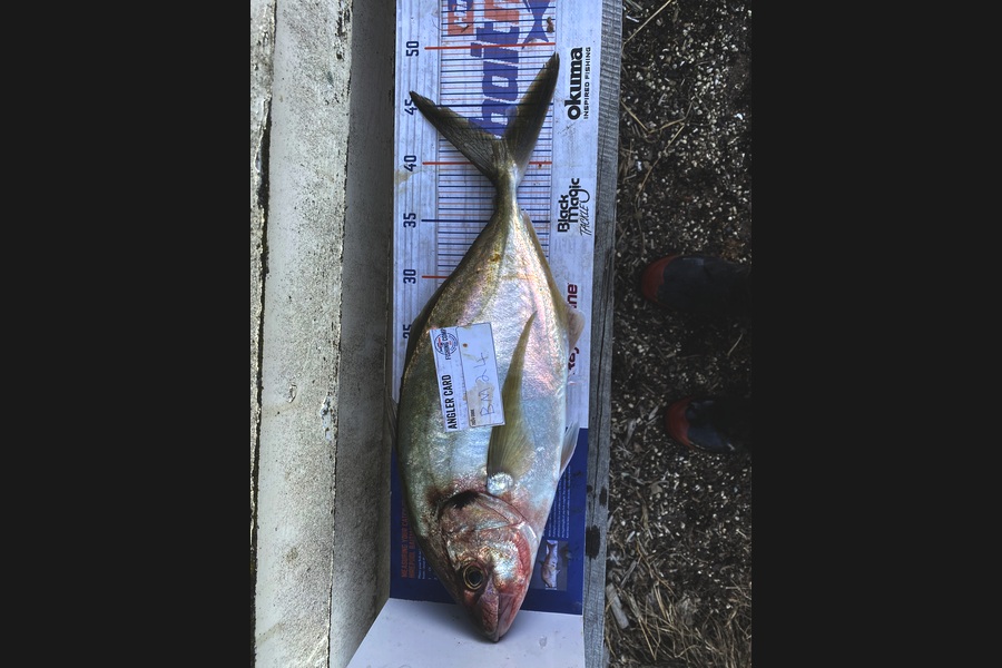 Andrew Russell caught this 42.0cm Trevally at Manawatu during The Hirepool Baitmates Fishing Comp