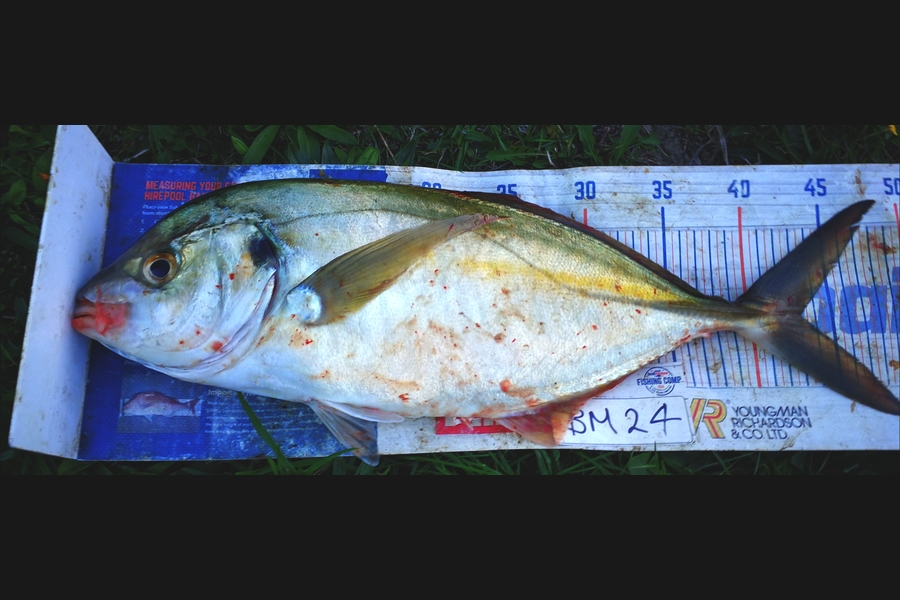 Leigh Page caught this 43.0cm Trevally at Wellington during The Hirepool Baitmates Fishing Comp