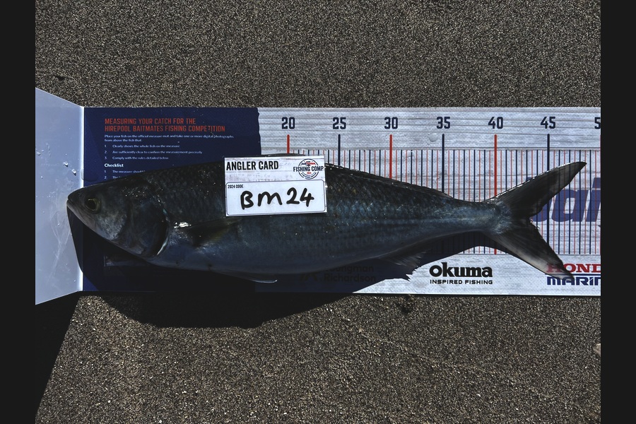 Shannon Millar caught this 43.0cm Kahawai at Bay of Plenty during The Hirepool Baitmates Fishing Comp