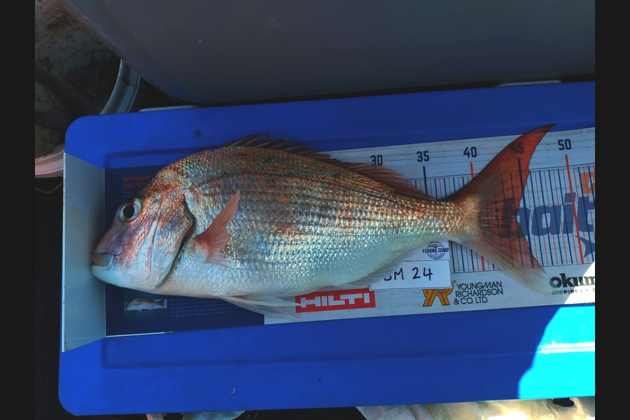 Wayne Farrow caught this 44.0cm Snapper at Bay of Plenty during The Hirepool Baitmates Fishing Comp