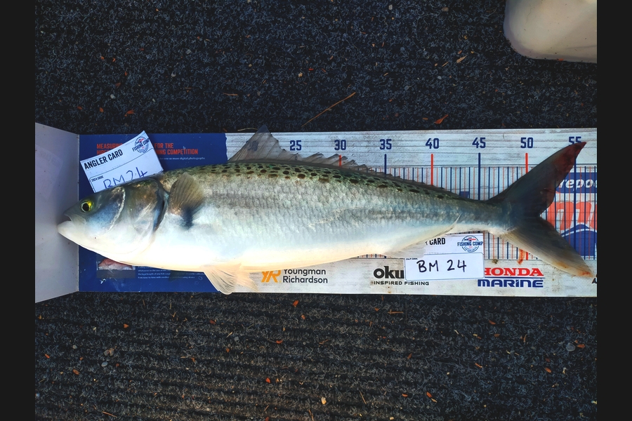 Wayne Farrow caught this 51.0cm Kahawai at Bay of Plenty during The Hirepool Baitmates Fishing Comp