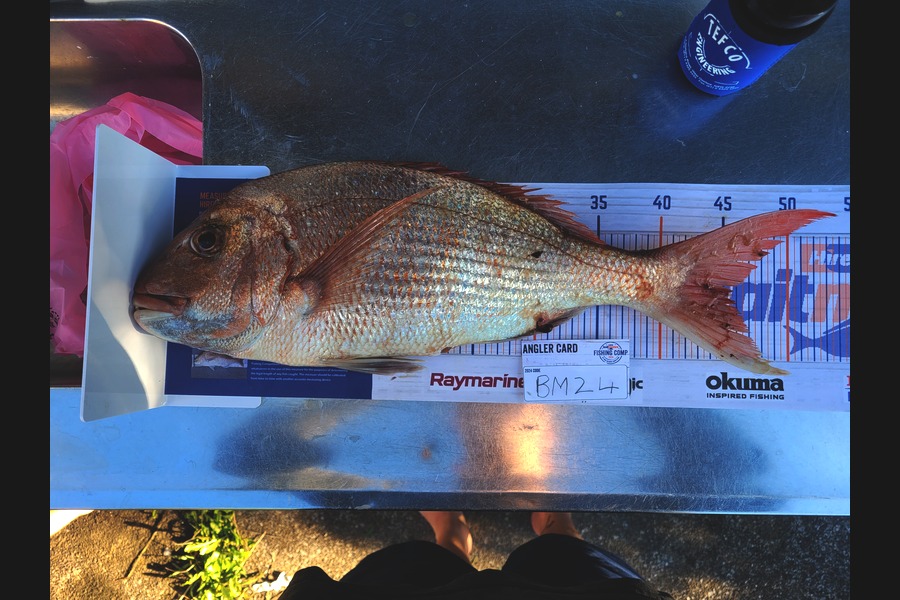 Matt Baird caught this 45.0cm Snapper at Auckland during The Hirepool Baitmates Fishing Comp