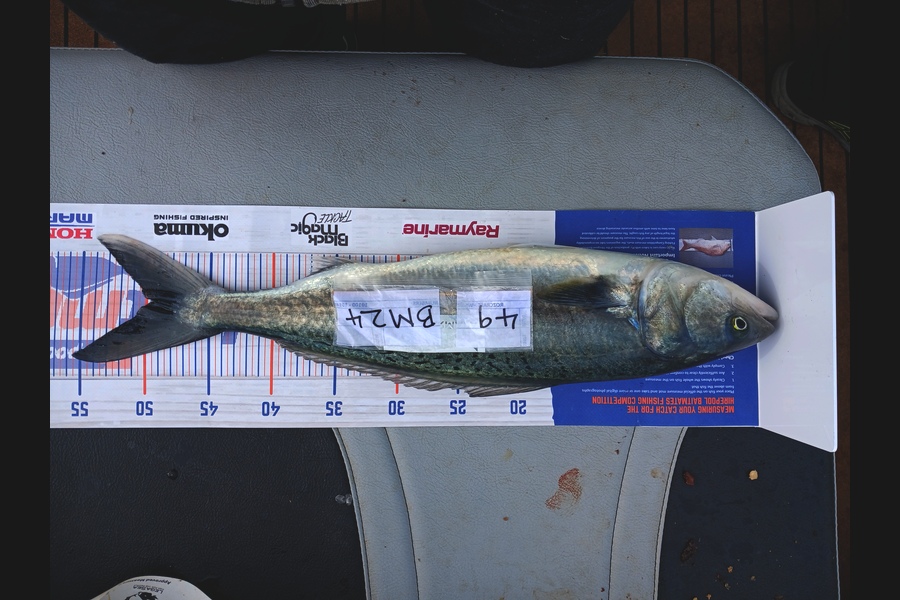 David Hunt caught this 49.5cm Kahawai at Bay of Plenty during The Hirepool Baitmates Fishing Comp