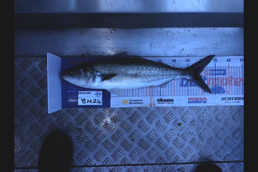 Jason Iorns caught this 48.5cm Kahawai at Nelson/Marlborough during The Hirepool Baitmates Fishing Comp