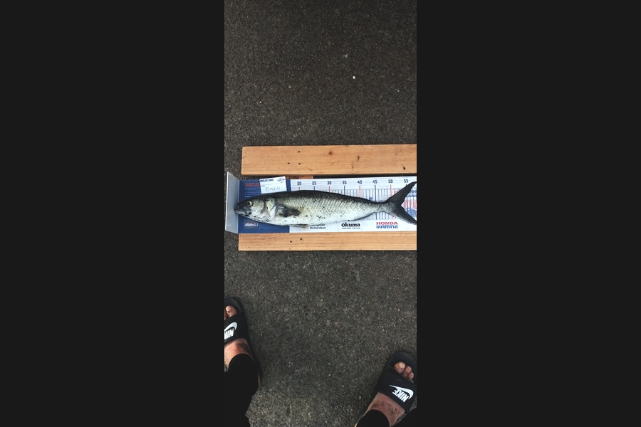 Anahera Tynan caught this 53.0cm Kahawai at Taranaki during The Hirepool Baitmates Fishing Comp