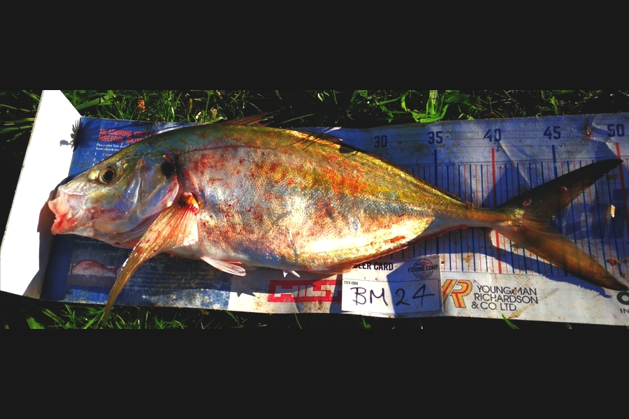 Jamie-Lee Page caught this 44.0cm Trevally at Wellington during The Hirepool Baitmates Fishing Comp