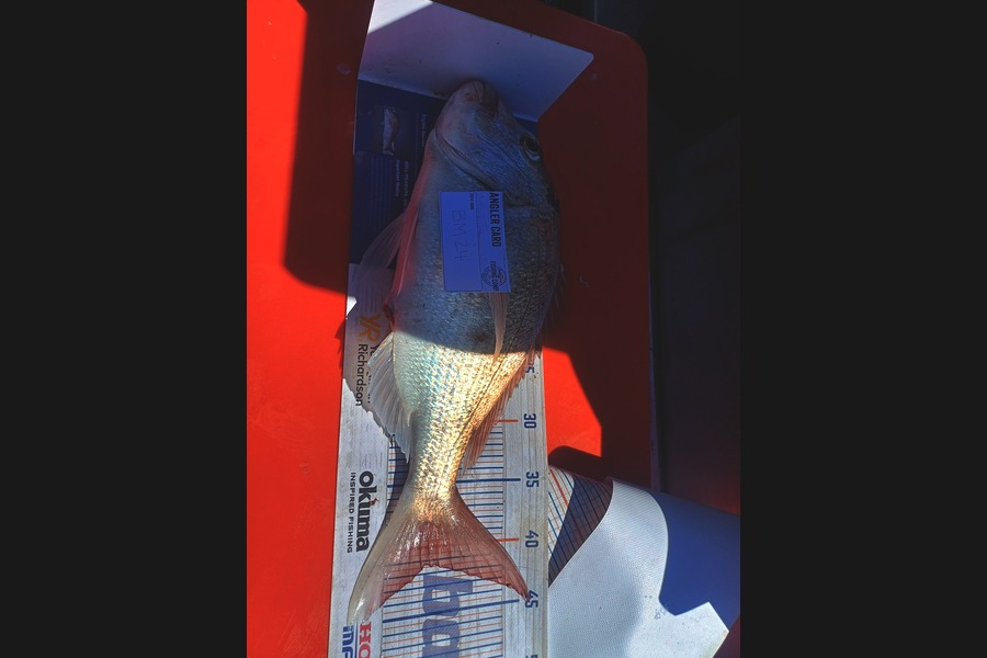 Gerhard Smith caught this 41.0cm Snapper at Auckland during The Hirepool Baitmates Fishing Comp
