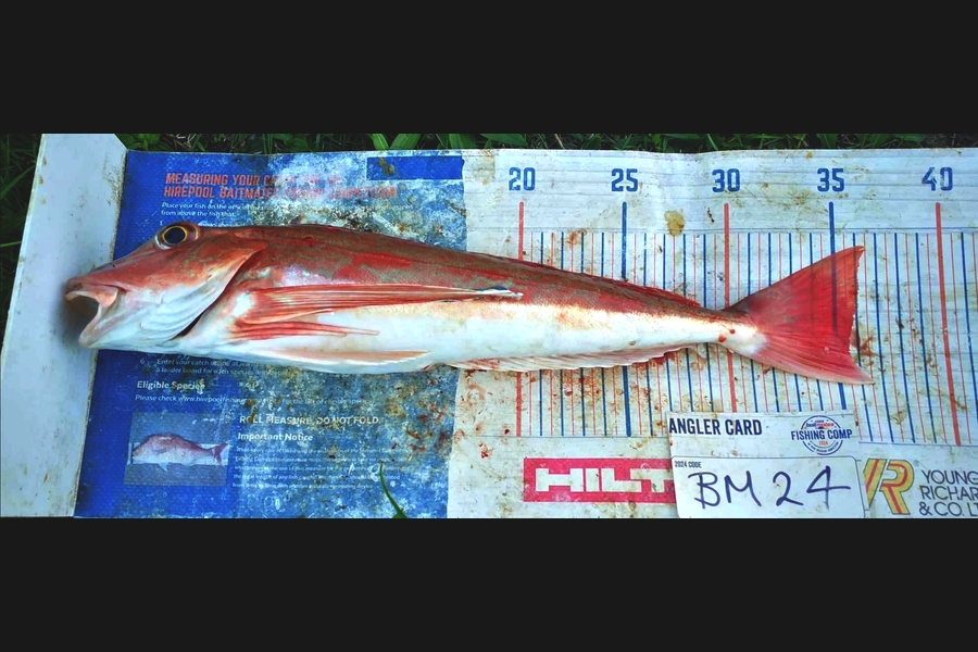 Jamie-Lee Page caught this 35.5cm Gurnard at Wellington during The Hirepool Baitmates Fishing Comp