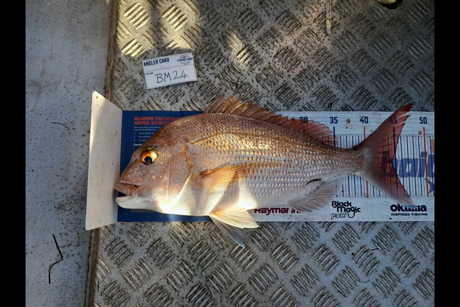 Andrew Stanford caught this 44.5cm Snapper at Northland during The Hirepool Baitmates Fishing Comp