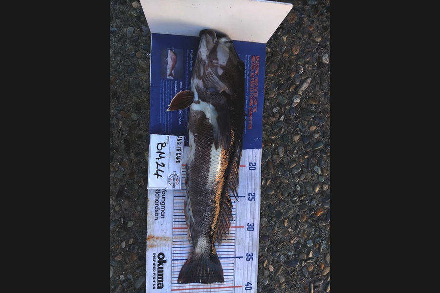 Mathew Ferris caught this 39.0cm Blue Cod at Nelson/Marlborough during The Hirepool Baitmates Fishing Comp