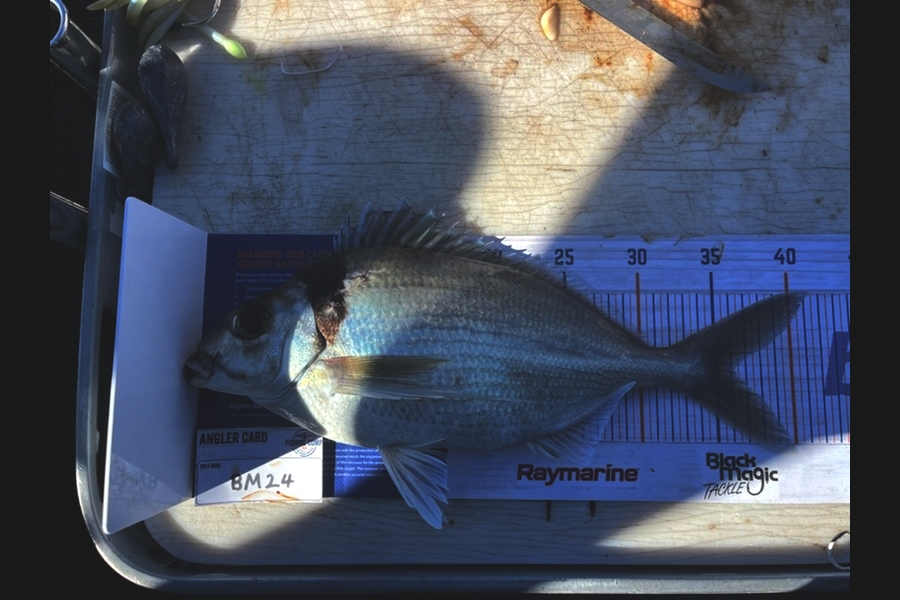Jared Nicholson caught this 36.0cm Tarakihi at Hawkes Bay during The Hirepool Baitmates Fishing Comp