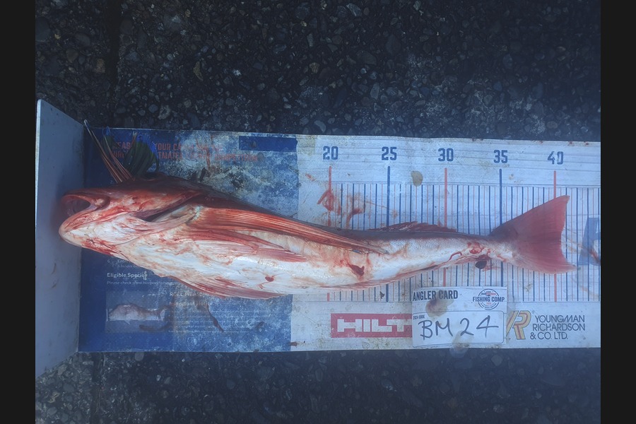 Dan Musson caught this 40.5cm Gurnard at Wellington during The Hirepool Baitmates Fishing Comp