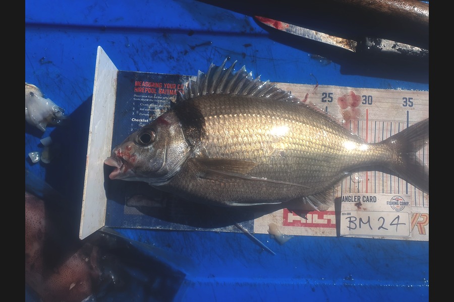 Dan Musson caught this 36.0cm Tarakihi at Wellington during The Hirepool Baitmates Fishing Comp