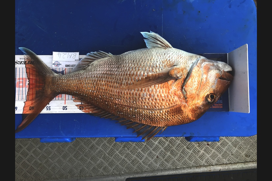 Kraig Steiner caught this 61.0cm Snapper at Northland during The Hirepool Baitmates Fishing Comp