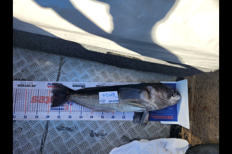 Warrick  Lowe caught this 58.5cm Blue Cod at Otago during The Hirepool Baitmates Fishing Comp