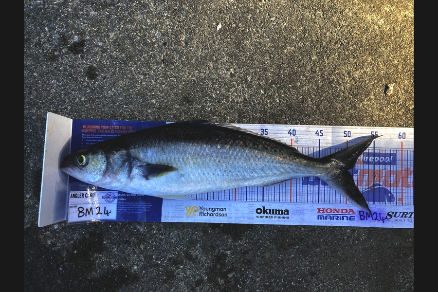 Anthony Murray caught this 50.0cm Kahawai at Wellington during The Hirepool Baitmates Fishing Comp