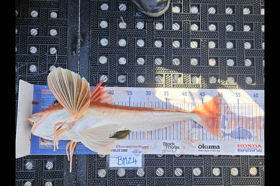 David Kovacs caught this 50.0cm Gurnard at Wellington during The Hirepool Baitmates Fishing Comp
