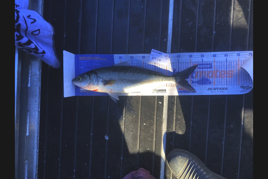 Tony Flowers caught this 47.5cm Kahawai at Wellington during The Hirepool Baitmates Fishing Comp