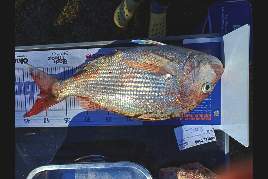 Kelsie Draper caught this 41.0cm Snapper at Hawkes Bay during The Hirepool Baitmates Fishing Comp