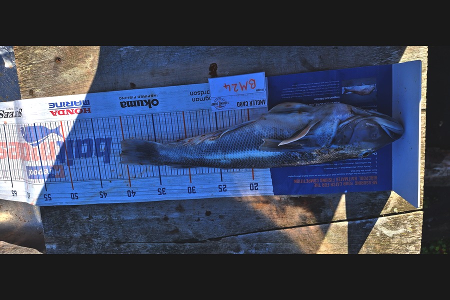 Sam Connor caught this 40.5cm Blue Cod at Otago during The Hirepool Baitmates Fishing Comp