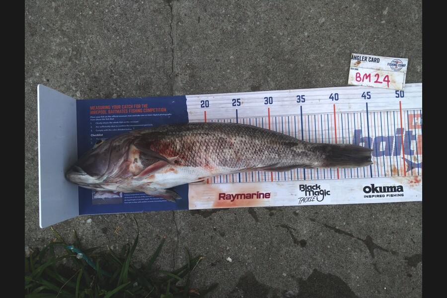 Steve  Brown  caught this 45.0cm Blue Cod at Wellington during The Hirepool Baitmates Fishing Comp