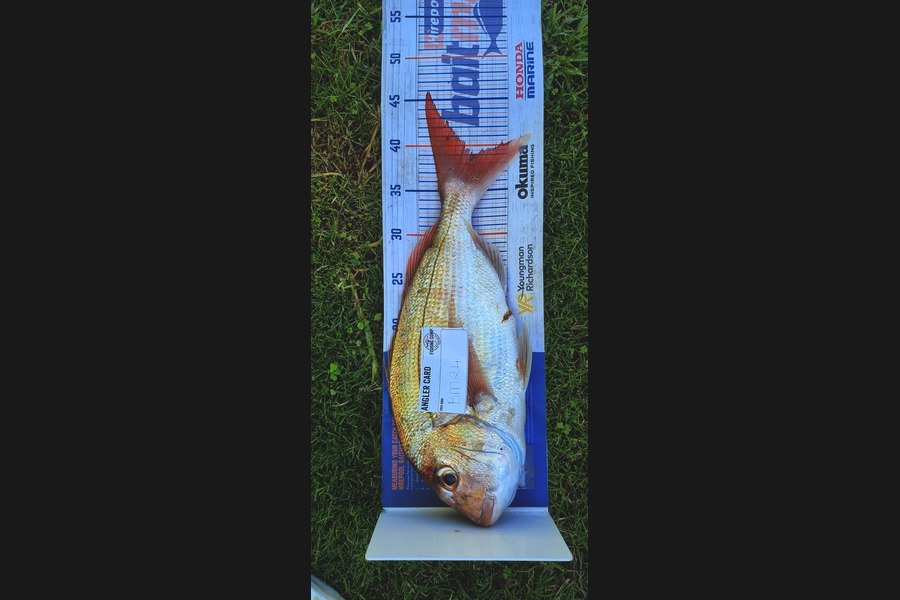Karlene Kaio caught this 39.0cm Snapper at Bay of Plenty during The Hirepool Baitmates Fishing Comp