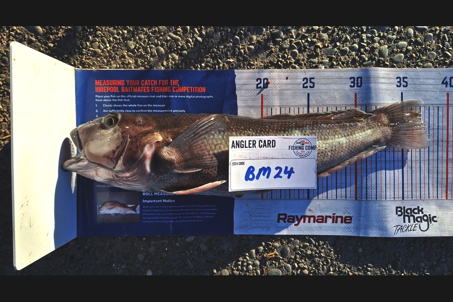 Beau Young caught this 37.0cm Blue Cod at Canterbury during The Hirepool Baitmates Fishing Comp
