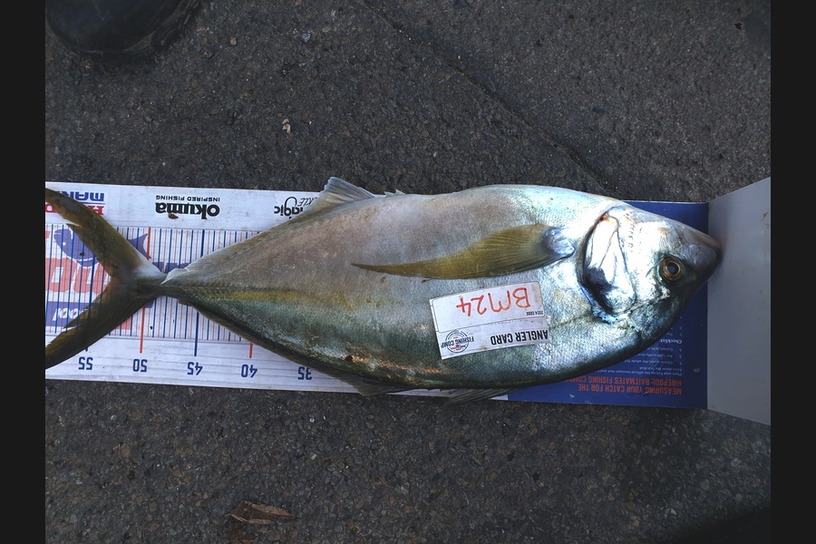 Rodney Niven caught this 53.0cm Trevally at Wellington during The Hirepool Baitmates Fishing Comp