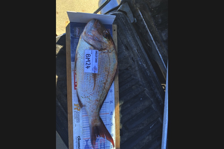 Mark Ray caught this 49.0cm Snapper at Bay of Plenty during The Hirepool Baitmates Fishing Comp