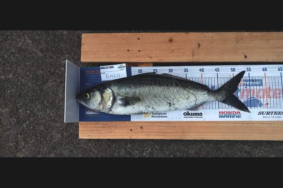 Tame Tynan caught this 49.0cm Kahawai at Taranaki during The Hirepool Baitmates Fishing Comp