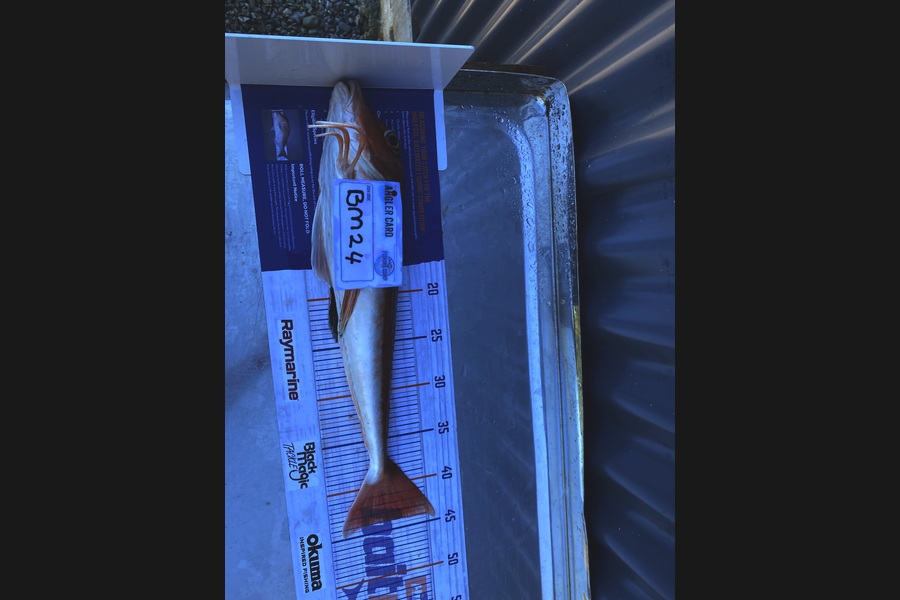 Oscar Shergold caught this 44.0cm Gurnard at Hawkes Bay during The Hirepool Baitmates Fishing Comp