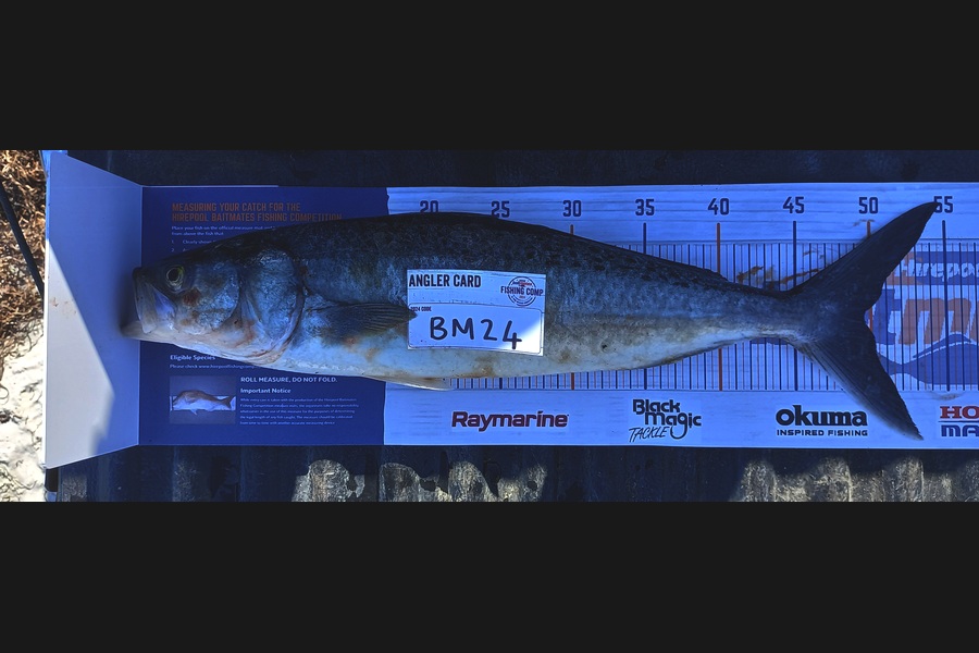 Aidan Morphett caught this 49.0cm Kahawai at Northland during The Hirepool Baitmates Fishing Comp