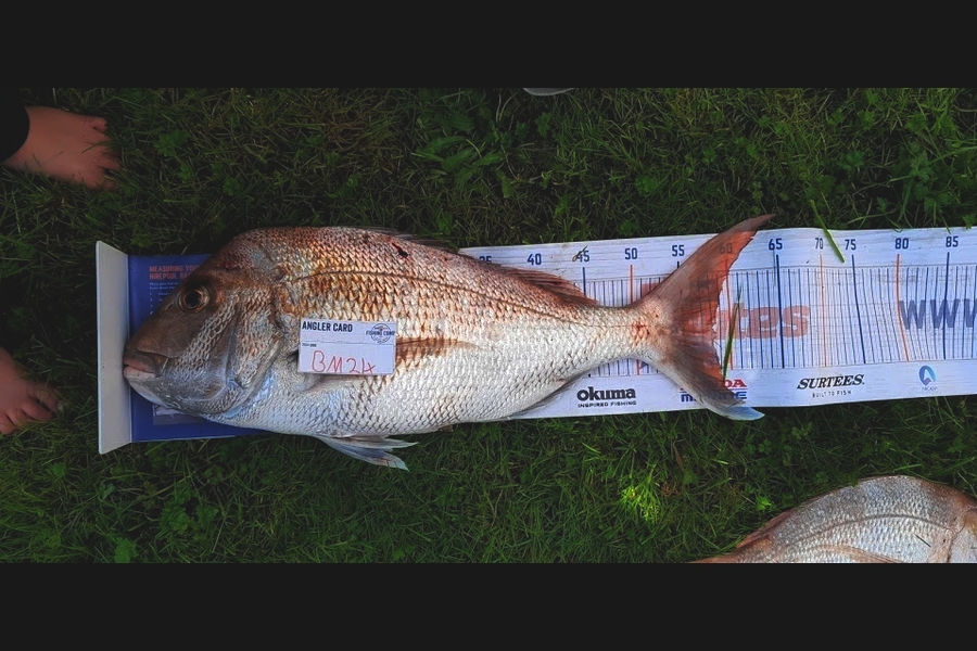 Ricky Aitchison caught this 58.0cm Snapper at Coromandel during The Hirepool Baitmates Fishing Comp