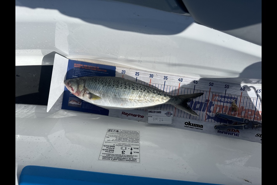 Rhyan Fobbester caught this 42.0cm Kahawai at Auckland during The Hirepool Baitmates Fishing Comp