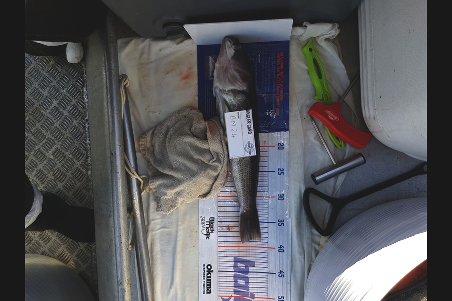 Carolyn Rose caught this 38.5cm Blue Cod at Nelson/Marlborough during The Hirepool Baitmates Fishing Comp
