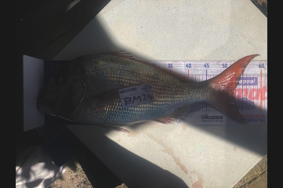Spencer Warmington caught this 52.5cm Snapper at Northland during The Hirepool Baitmates Fishing Comp