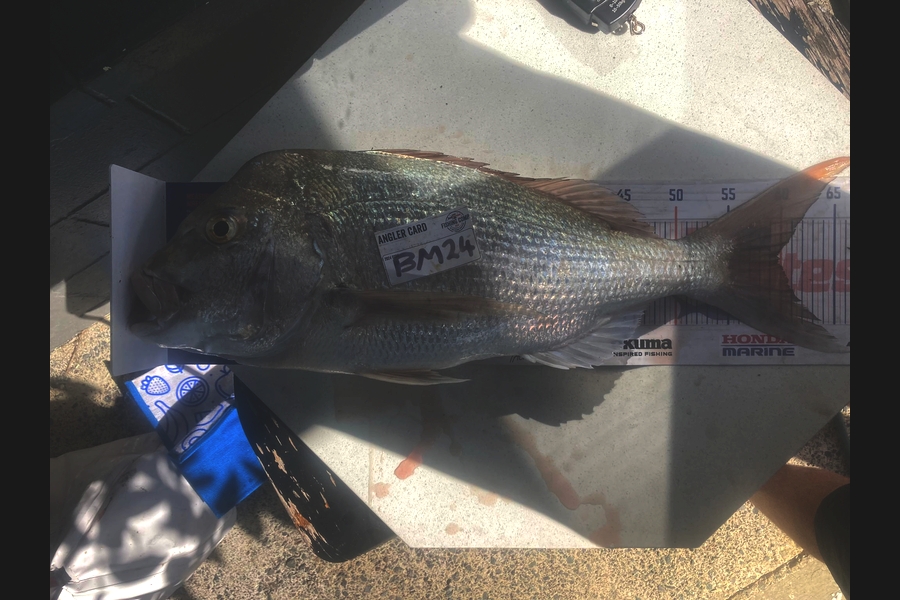 Piper Warmington caught this 59.5cm Snapper at Northland during The Hirepool Baitmates Fishing Comp