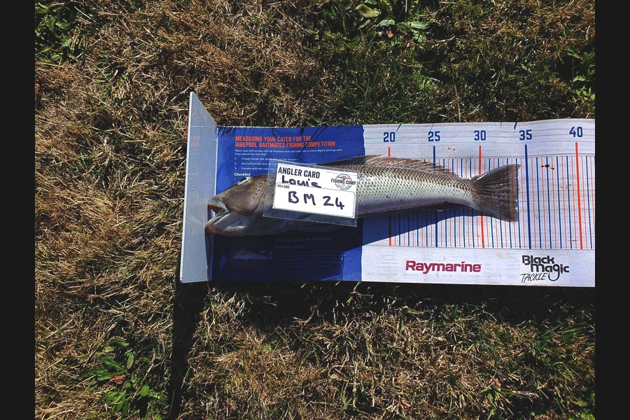 Louie Parker caught this 33.5cm Blue Cod at Canterbury during The Hirepool Baitmates Fishing Comp