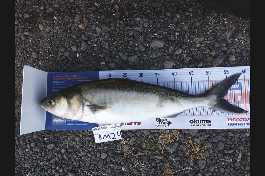 Nemo Tehiko caught this 53.0cm Kahawai at Hawkes Bay during The Hirepool Baitmates Fishing Comp