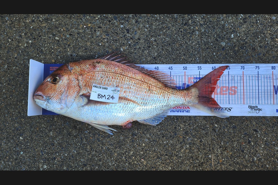 Myles Carson caught this 59.0cm Snapper at Wellington during The Hirepool Baitmates Fishing Comp