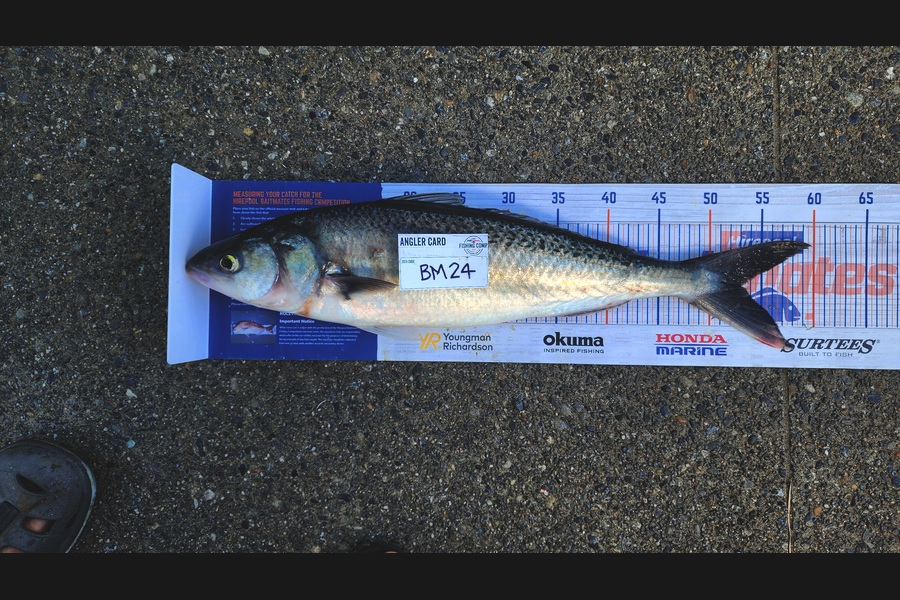 Myles Carson caught this 53.0cm Kahawai at Wellington during The Hirepool Baitmates Fishing Comp