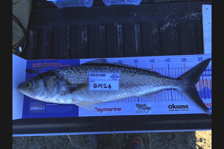 Hayden Tinsley caught this 52.0cm Kahawai at Manawatu during The Hirepool Baitmates Fishing Comp
