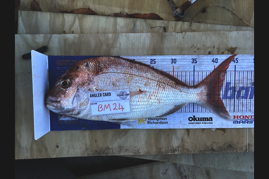 Spencer Dunstone caught this 41.5cm Snapper at Coromandel during The Hirepool Baitmates Fishing Comp